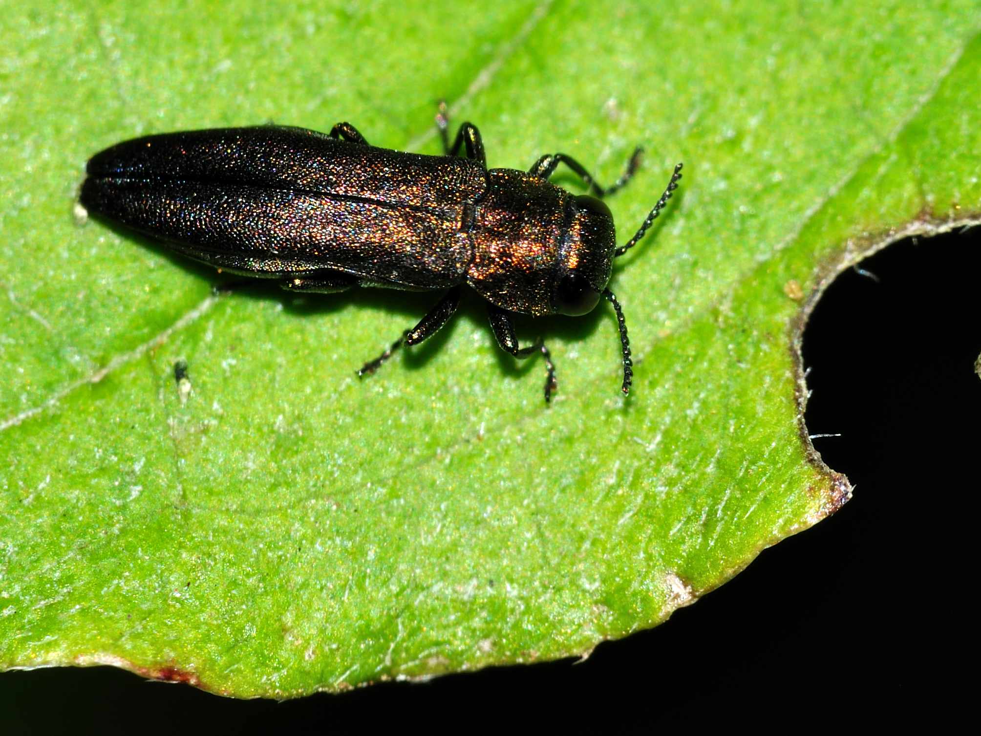 Agrilus sp.